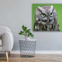 Screech Owl Wall Art, Bird of Prey Photography Print, Moody Wildlife Decor, Nature Lover Gift, Easte