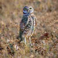 Burrowing Owl, Cape Coral, Florida