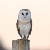 Owl Queen