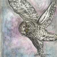 Owl original aquarelle painting