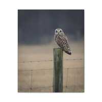 Silent Sentinel &mdash; Short-eared Owl Wildlife Photo Print, Atmospheric Nature Wall Art