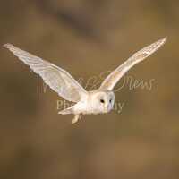 Barn Owl in Flight Wildlife Photography Digital Download Image