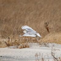 Snowy Owl in flight Photography Print
