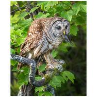 BARRED OWL #10A Eating a Fish ready to hang Dye Sublimation Photo /Wildlife photo / Wild Bird Print 