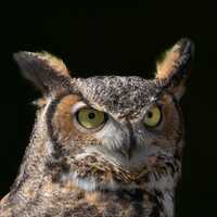 Great Horned Owl Fine Art Print, Owl Wall Art, Wildlife Photography, Bird Print, Nature Decor, Rusti