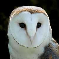 Barn Owl Fine Art Print, Owl Wall Art, Wildlife Photography – “Silent Sentinel”