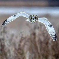 Short Eared Owl in Flight Print, Owl Wall Art, Wildlife Photography, Bird of Prey Decor, Nature Wall