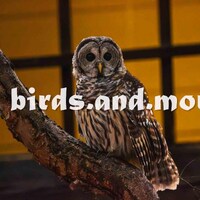 Barred Owl Photo Print or Canvas, Bird Portrait Wall Art