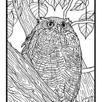 Great Horned Owl Coloring Page &ndash; Realistic Bird Art (Boise, Idaho)