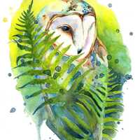 Barn Owl 8x10 inch Original Watercolor Fine Art Print