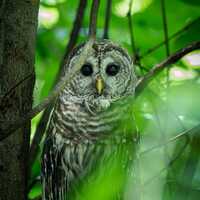 Silent Watcher – Barred Owl Fine Art Print | Nature Photography