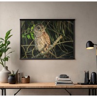 Bared Owl Adolescent