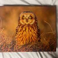 Short Eared Owl Portrait
