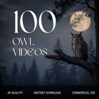 100 Owl Videos Pack | Wildlife Night Nature Footage for Reels TikTok Shorts | Aesthetic Animal Conte