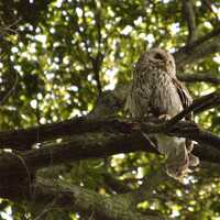 Japanese Owl Photo Print, Woodland Bird Wall Art Download