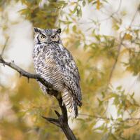 Great Horned Owl in Yellow Cottonwoods - Giclee prints