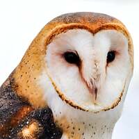 Barn Owl Photograph with Cardboard Frame