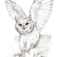 Owl on Attack Illustrations: Black and White Bundle 1    28 Digital Ai Line Art PNG-SVG (Digital Dow