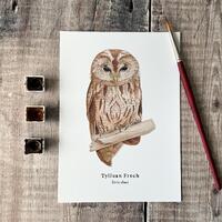 Tylluan Frech - Welsh Print Cymraeg, Tawny Owl 5"x7" Giclee Print, Originally Hand-Painted