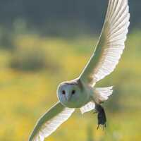 Digital Download ~ Barn Owl - Hollesley, Suffolk