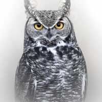 Great Horned Owl Print