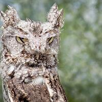 Screech Owl, Bird Photography, Owl Decor, Owl Pictures, Owl Decor, Photography, Bird Wall Art, Natur