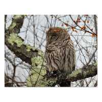 Barred Owl Puzzle (252 pieces)