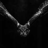 Eurasian Eagle Owl Poster, Monochrome Flying Wildlife Wall Art