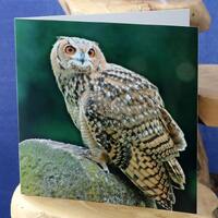 Owl resting on a stone - a greetings card suitable for birthdays, celebrations left blank for your o