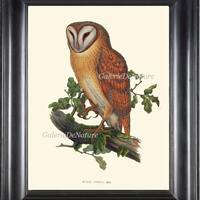 Antique Owl Print Art 5 Beautiful Large Bird Green Tree Leaf Branch Forest Nature Illustration Pictu