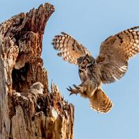 Great Horned Owl Returns