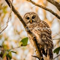 Barred Owl, Owl, Bird, Birds, Birds of Prey, Raptors, Fine Art Prints, Nature Photography, Wildlife 