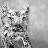 Screech Owl, Bird Photography, Owl Decor, Black and White Photography, Bird Wall Art, Nature Print, 