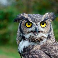 Owl Photo PRINT - great horned owl, wildlife photography animals nature close up, bird of prey, inte