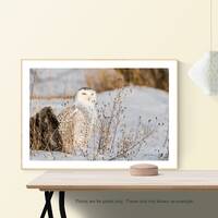 Bird Print, Owl Print, Snowy Owl, Bird Art, "Snowy Owl and the Golden Gaze"