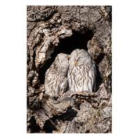 Kissing owls, bird photography, owl art, owls, bird lover gift, bird print, winter owl, owls in love