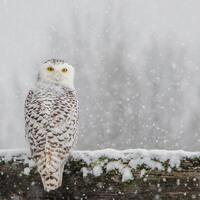 Snowy Owl Print, Snowy Owl in Snow, Winter Art, Snowy Owl, Large White Owl Print, Hedwig Metal Art, 