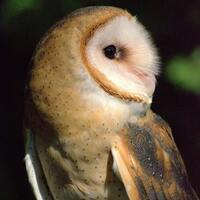 Barn Owl