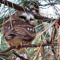 Northern Saw Whet Owl Photo | Bird Décor | Owl In Pine Tree Art | Nature Photography | Hotel 