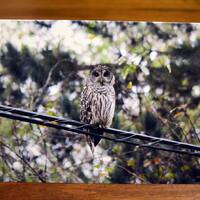 Owl be watching over you