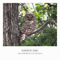 Barred Owl Perched on a Slender Branch - Woodland Creature Photo Print