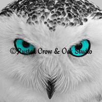 Modern Black White Grey Owl Bird Blue Aqua Eyes Home Decor Matted Picture Print A171