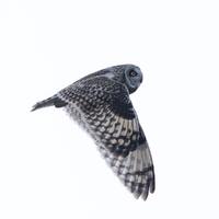 Short-eared Owl In Flight