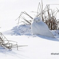 Snowy Owl Photo | Winter Bird in Snow | Raptor Home Office Restaurant Décor | Owl Lover Gift 
