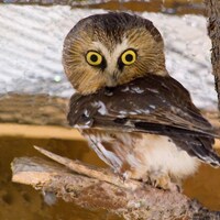 Sawhet Owl