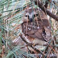 Saw Whet Owl Photo | Nature Decor | Tiny Owl in Pine Tree Bird Art | Raptor Photography | Northern B