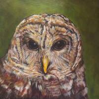 Art Owl bird animal wildlife portrait Giclee PRINT