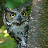 Great Horned Owl, side