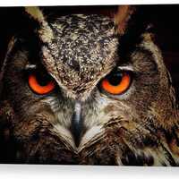 Owl Eyes Photo Canvas Art  A4, A3, A2, A1