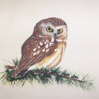 Little Owl ACEO Limited to 20